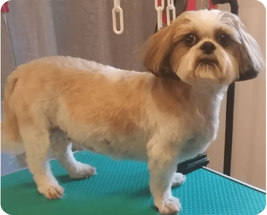 Toilettage après par Marie Maloche canibrush30 toiletteuse