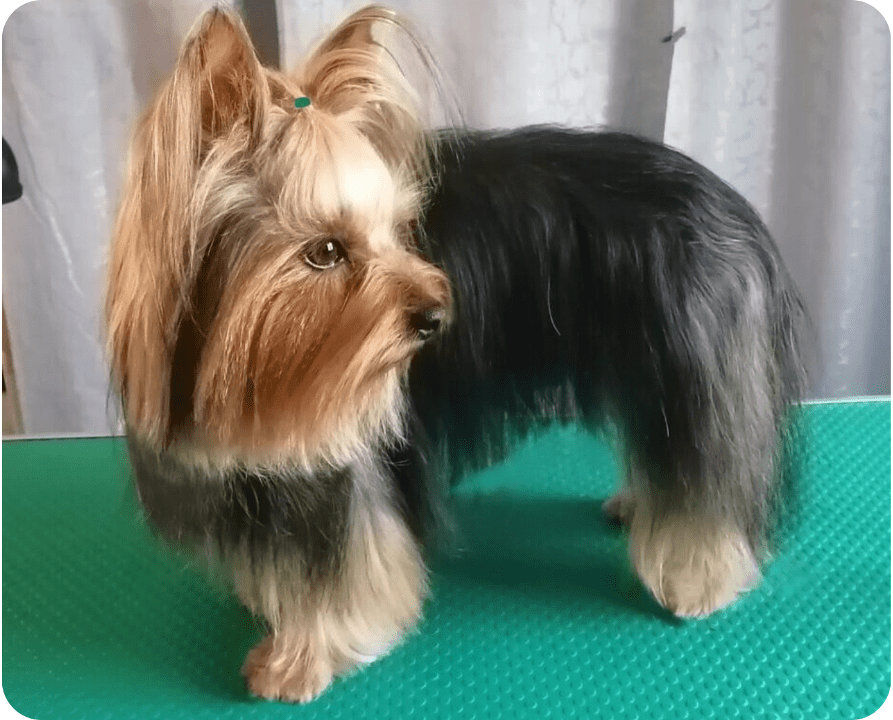 Toilettage après par Marie Maloche canibrush30 toiletteuse