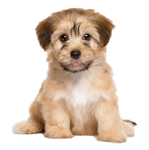 Chien Bichon Havanais