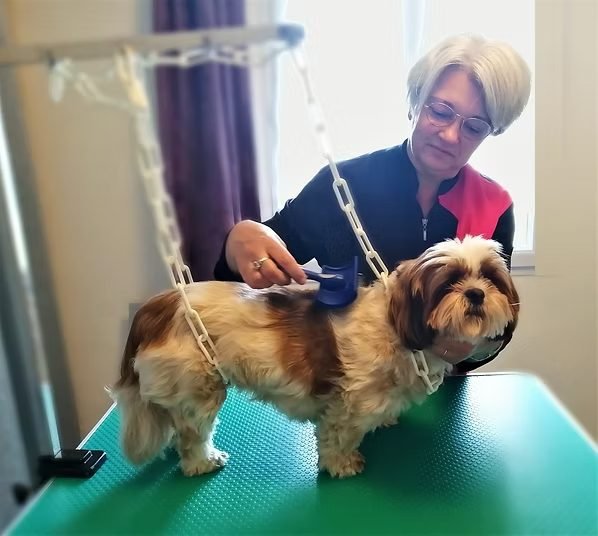 Toilettage chien, étape du démêlage