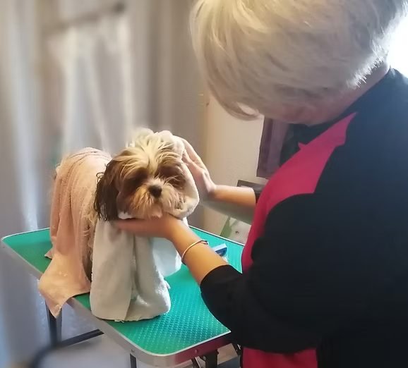 Toilettage chien, étape du séchage