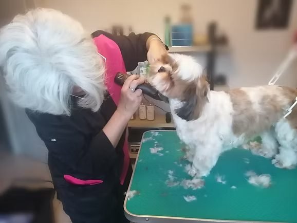 Toilettage chien, étape des finitions